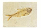 Detailed Fossil Fish (Diplomystus) - Wyoming #373771-1